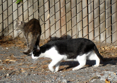 feral cat