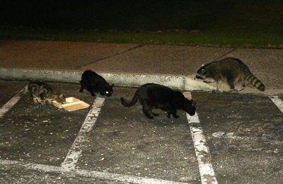 feral cats