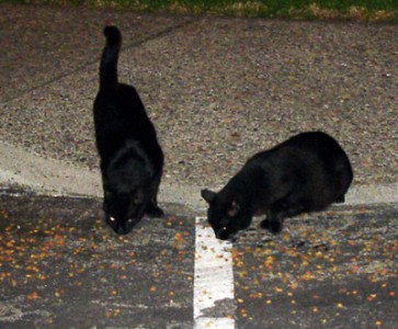 feral cats