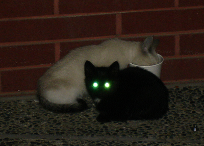 feral cats