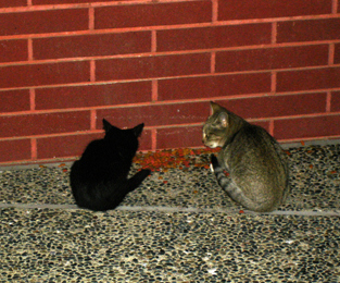 feral cats