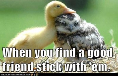 duck and owl