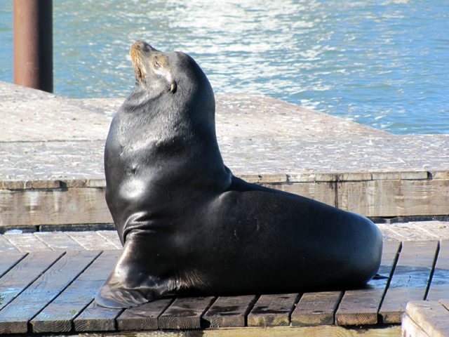 California Sea Lion - male