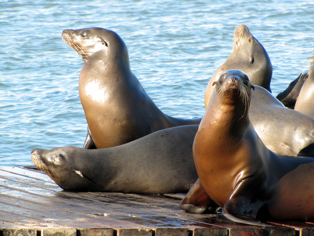 California Sea Lions