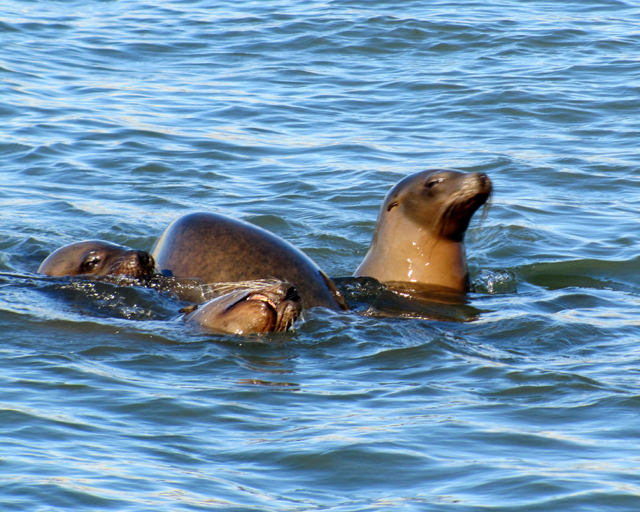 California Sea Lions