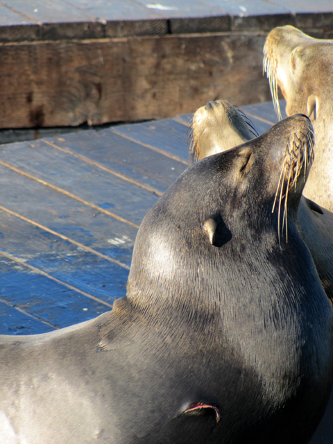 California Sea Lion