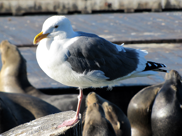 Seagull