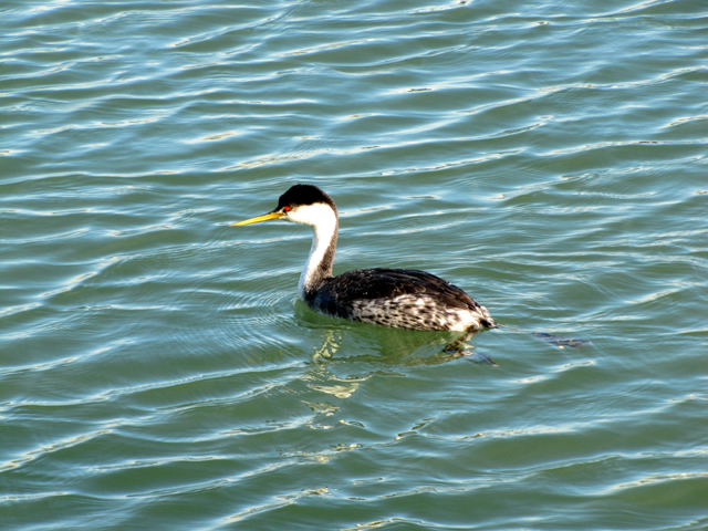 Western Grebe