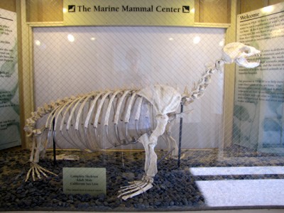 California Sea Lion skeleton