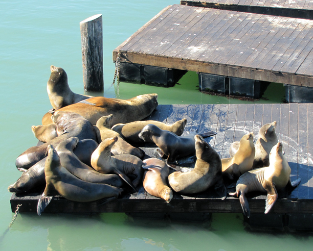 California Sea Lions