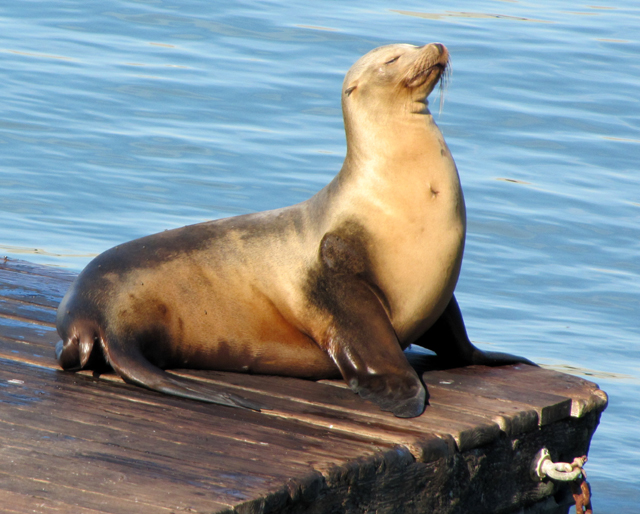 Serious about their sunbathing: The California Sea Lions