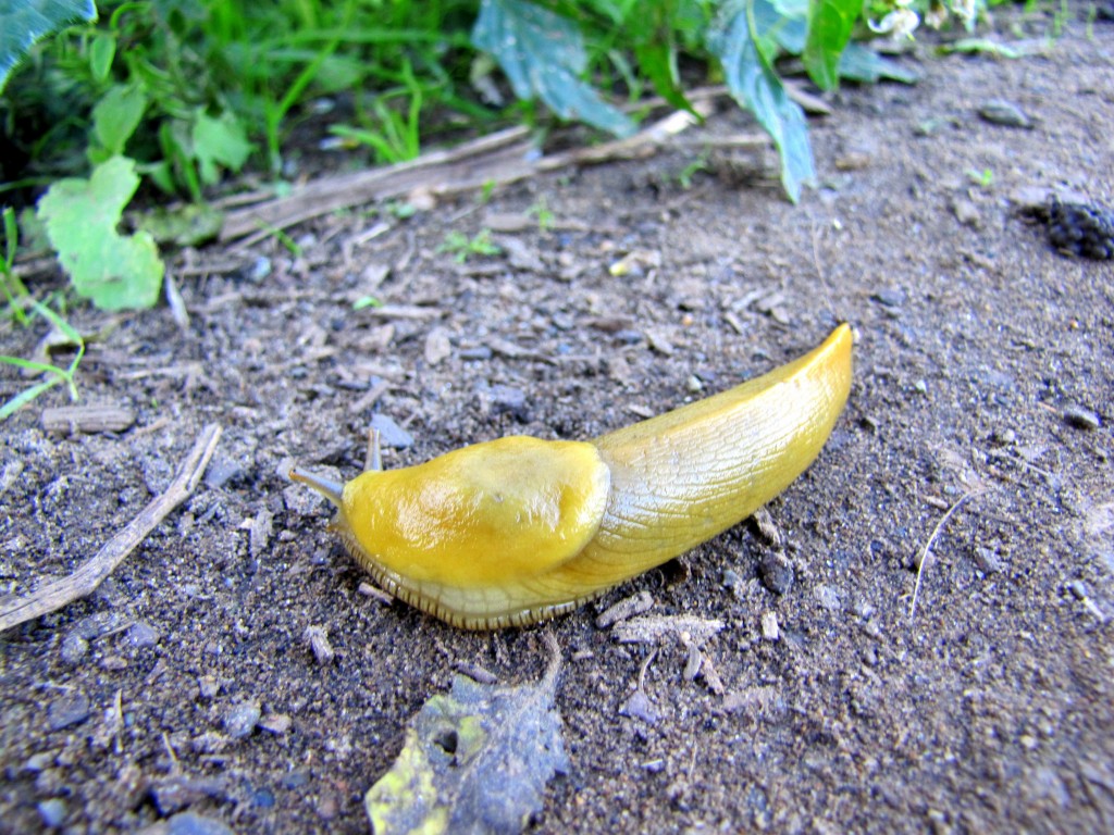 Coastal Trail banana slug