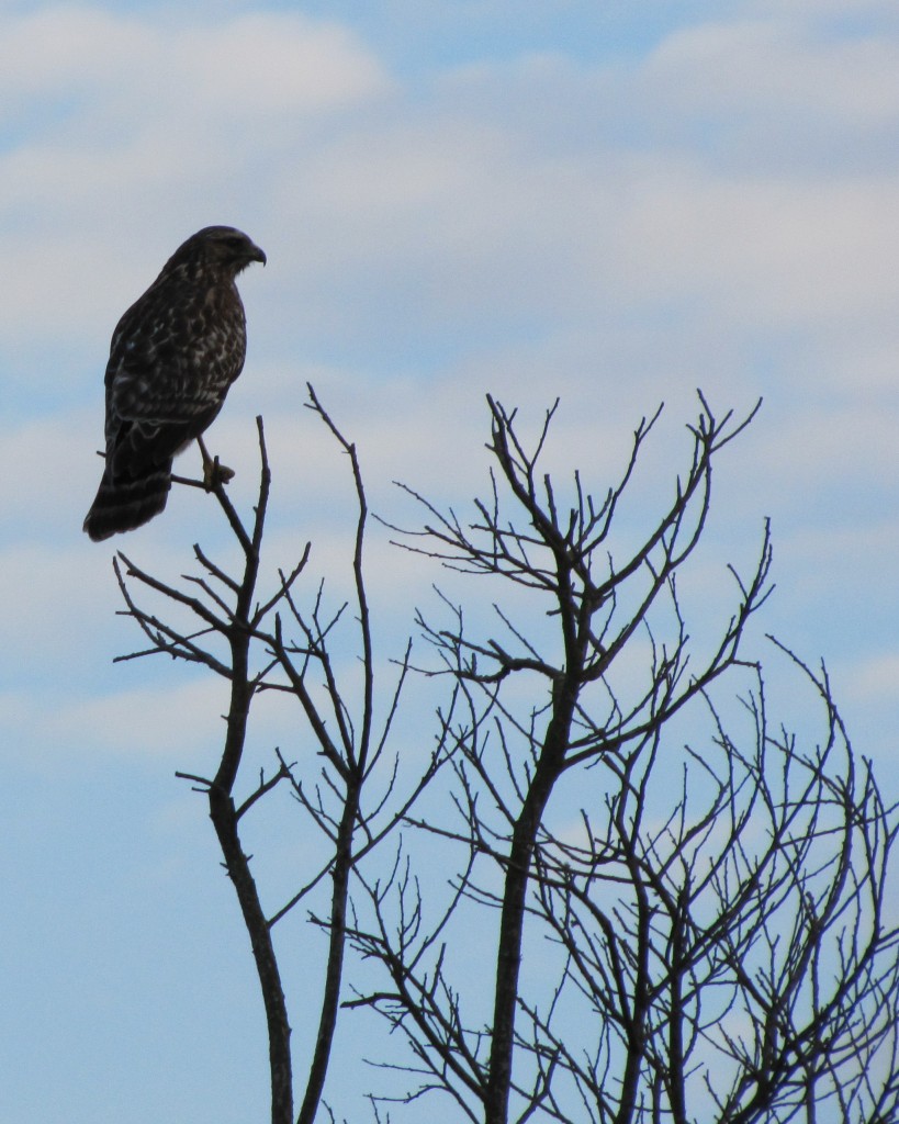 Coastal Trail hawk