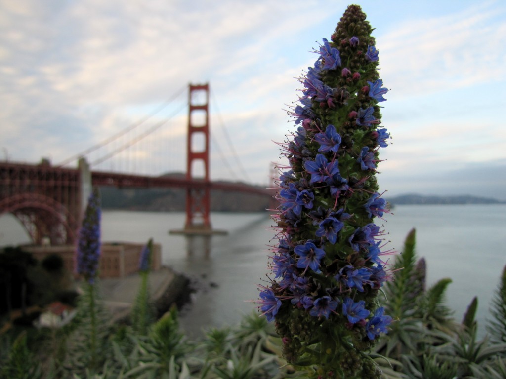 Purple flower