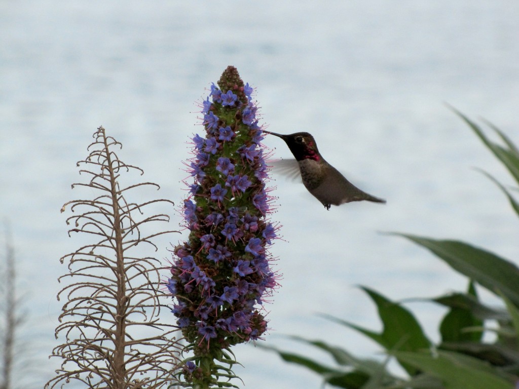 Anna's hummingbird