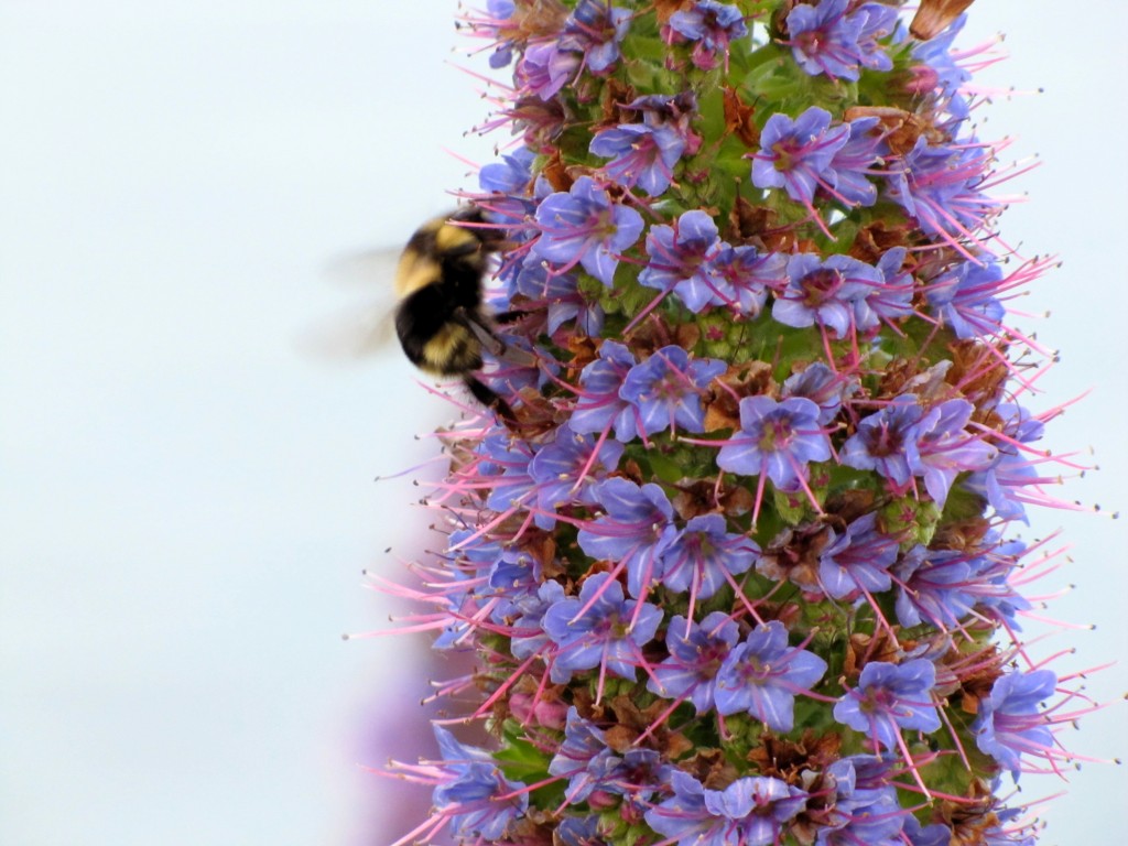 bee on purple flower