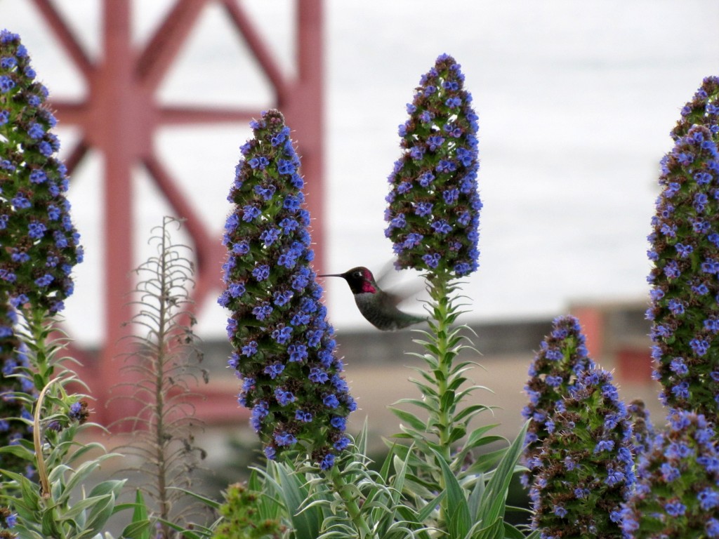 Anna's hummingbird