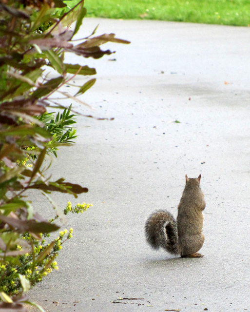 Squirrel