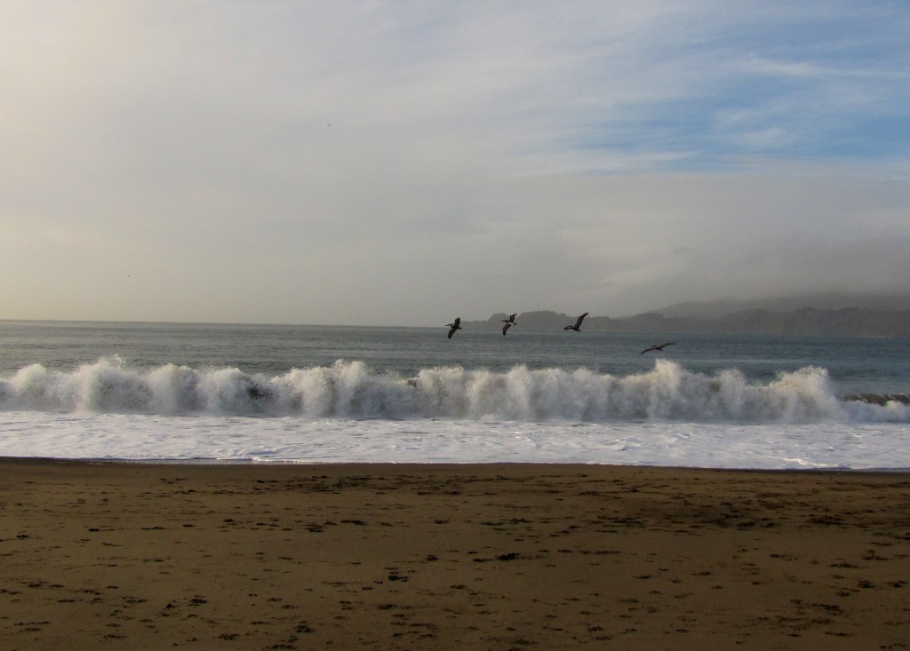 Pelicans at Baker Beach