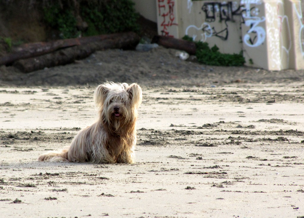 Baker Beach dog