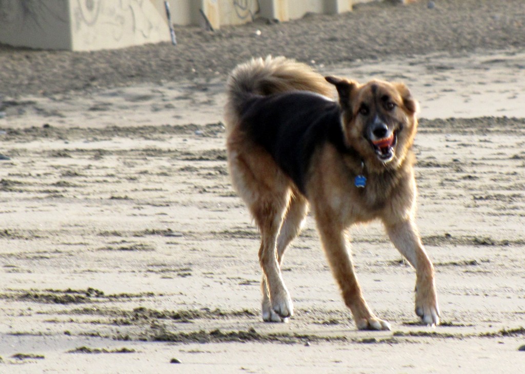 Baker Beach dog