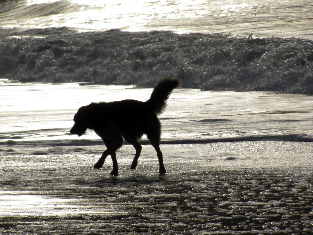 Baker Beach dog