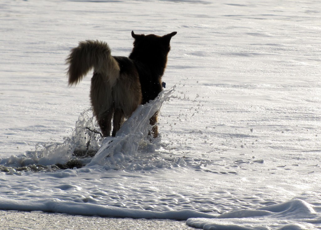 Baker Beach dog