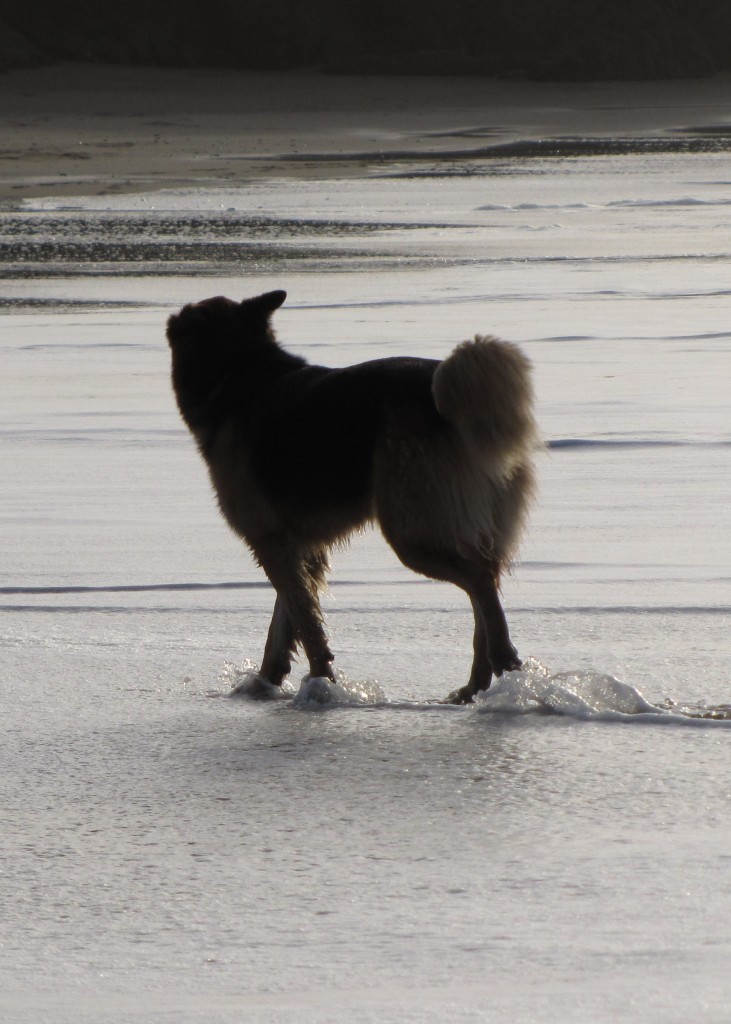 Baker Beach dog