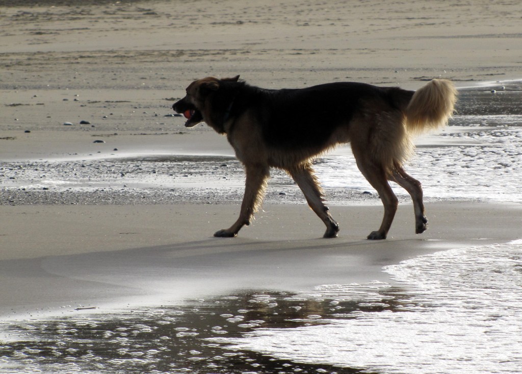 Baker Beach dog