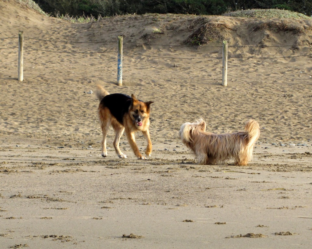 Happy beach dogs