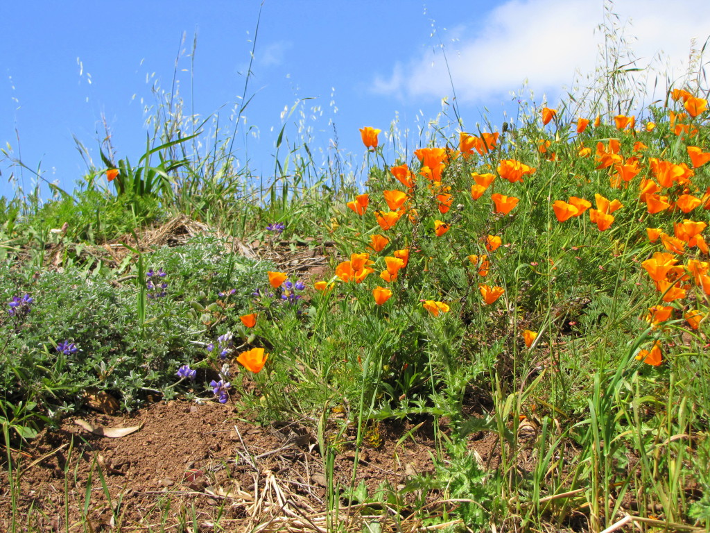 California poppies on Bernal Hill