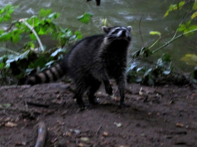 raccoon smells humansYeah, bring your camera too, 'cuz we're gonna eat all of that 