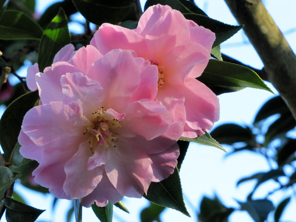 San Francisco Botanical Garden