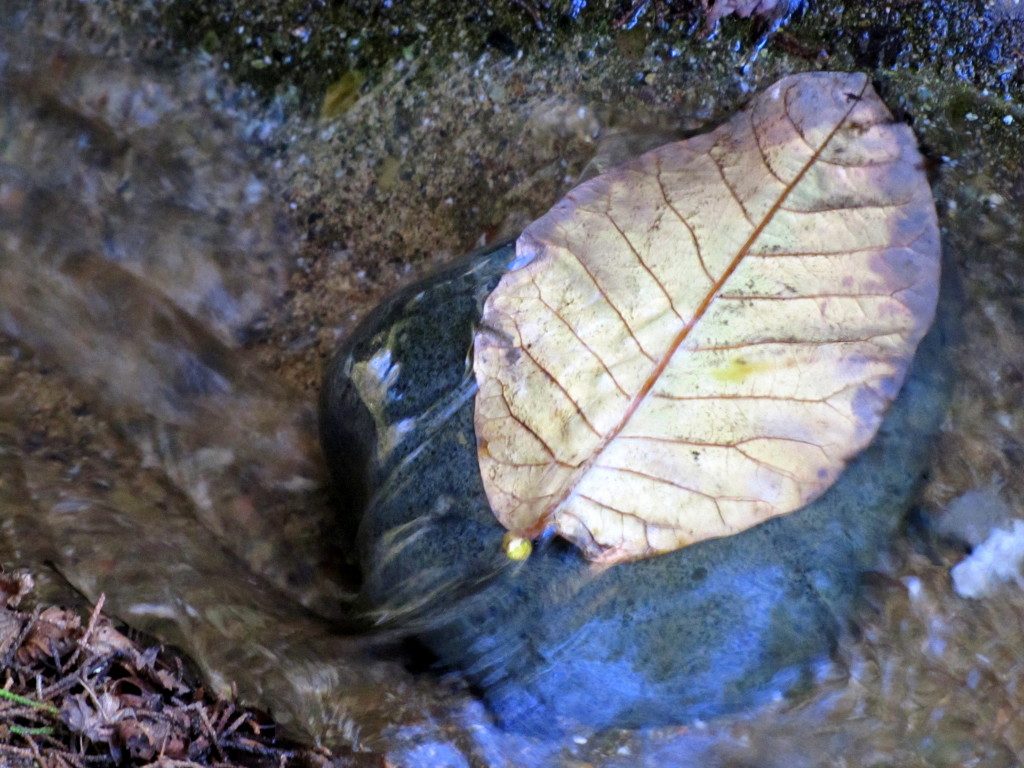 Magnolia leaf