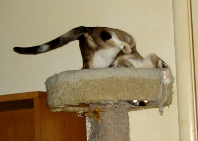 Jenny going monkey crazy on cat tower