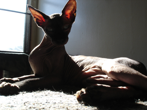 Kitsy sunning in the kitchen