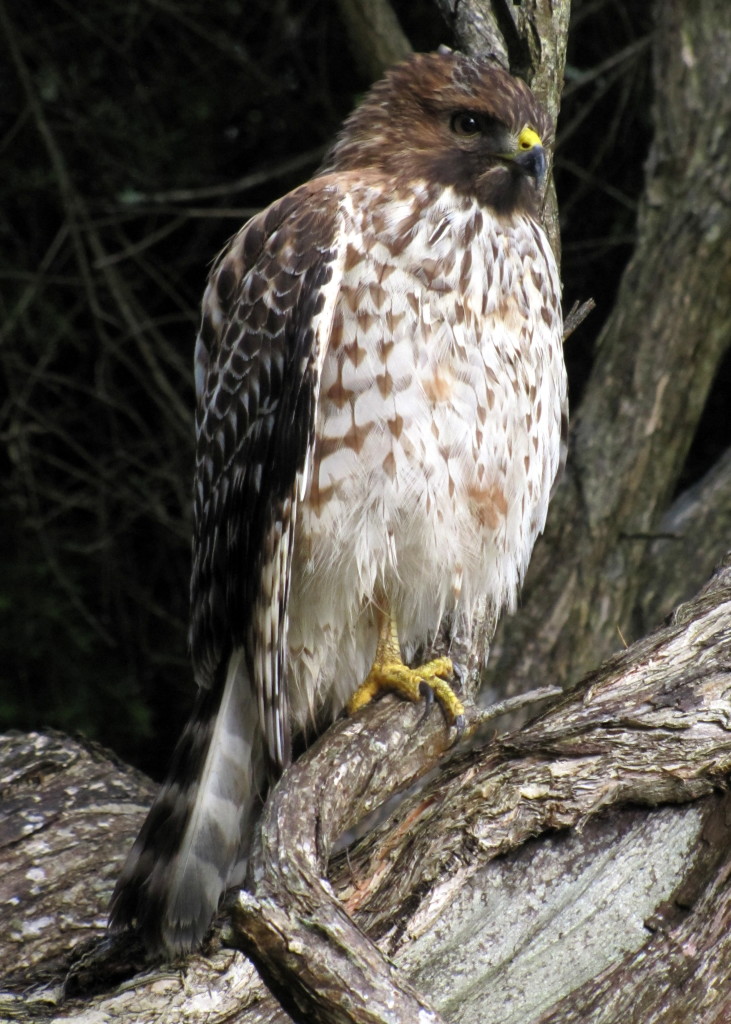 This beautiful hawk was sitting about ten feet from the trail and at eye level in Golden Gate Park