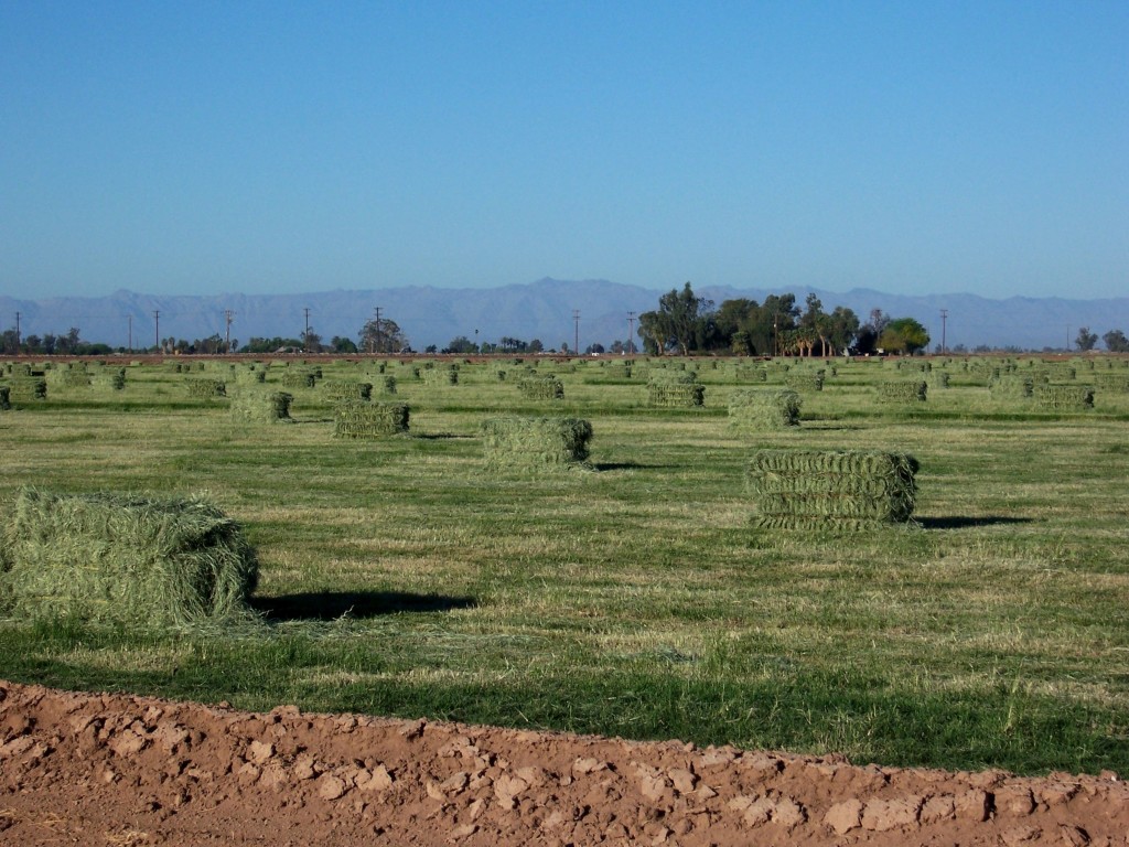 Freshly baled hay with the Laguna Mountains in the background