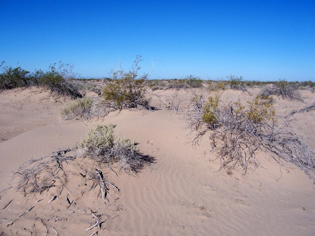 Creosote bush