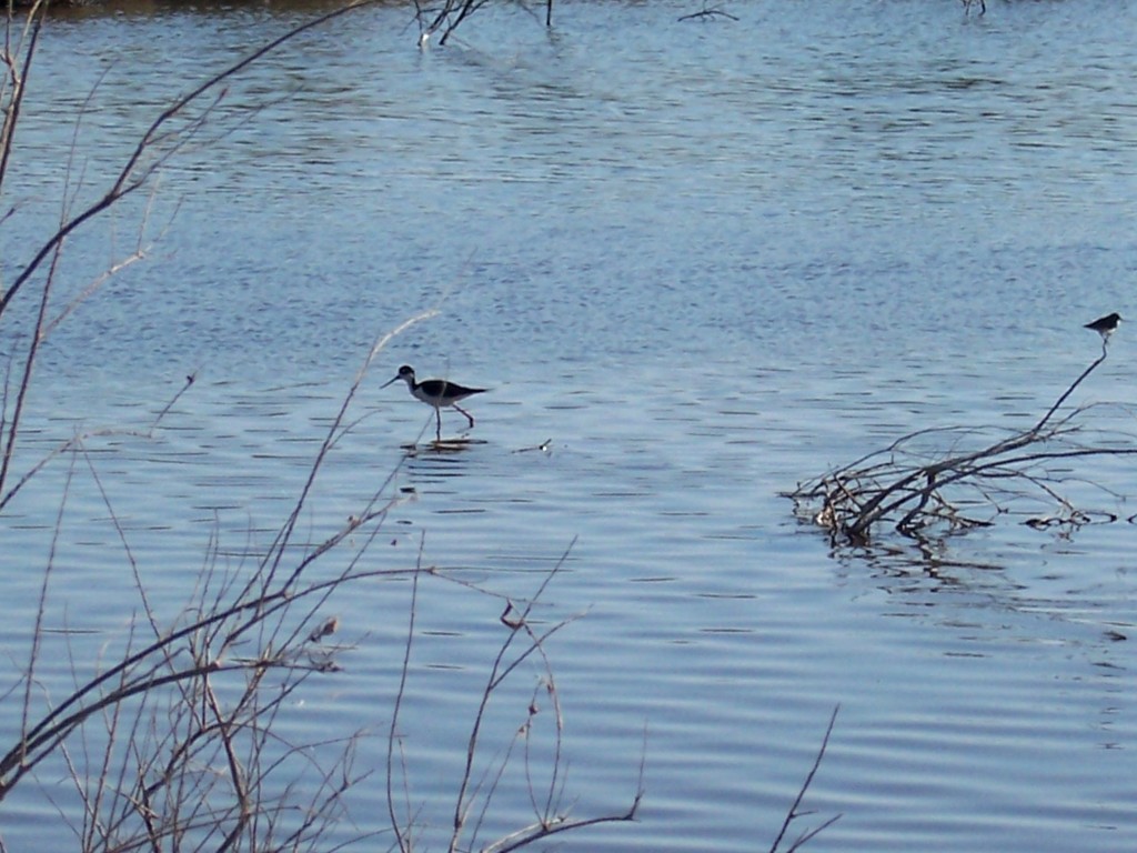 Migrating shorebirds were feeding