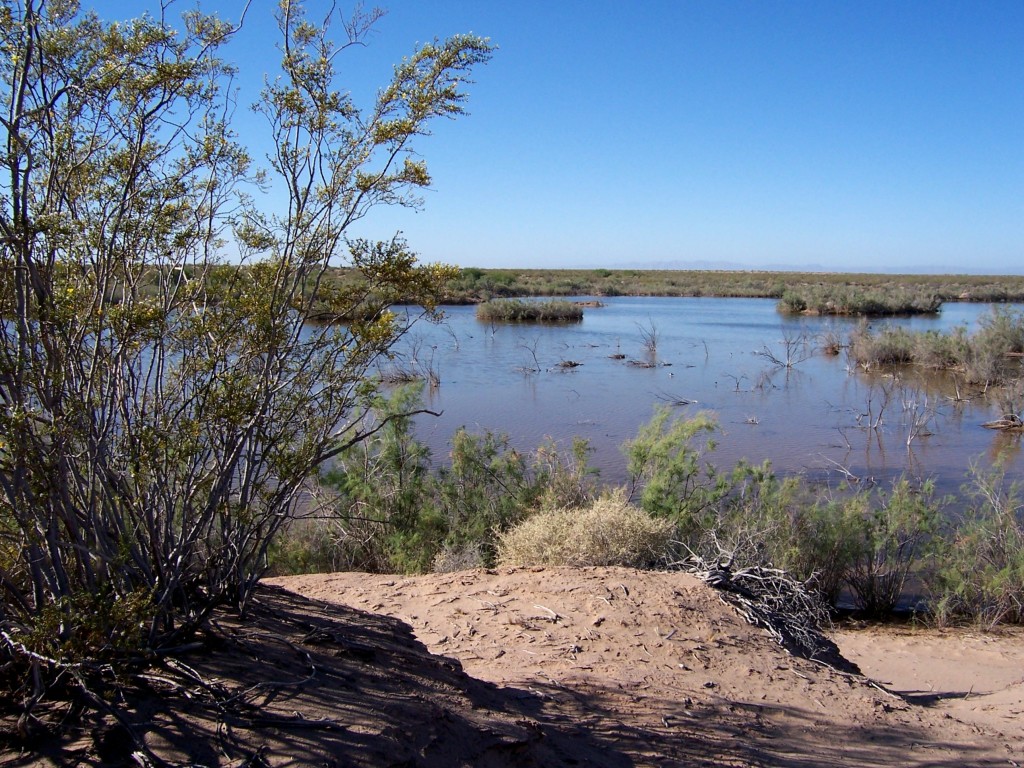 Desert pond with Creosote bush on the left