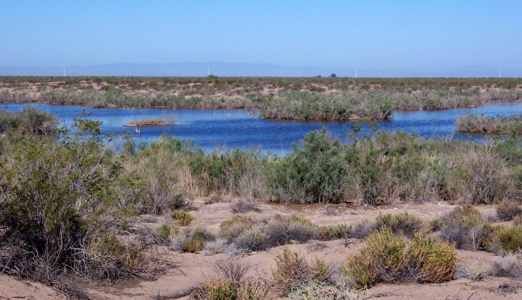 The pond looked like a blue jewel