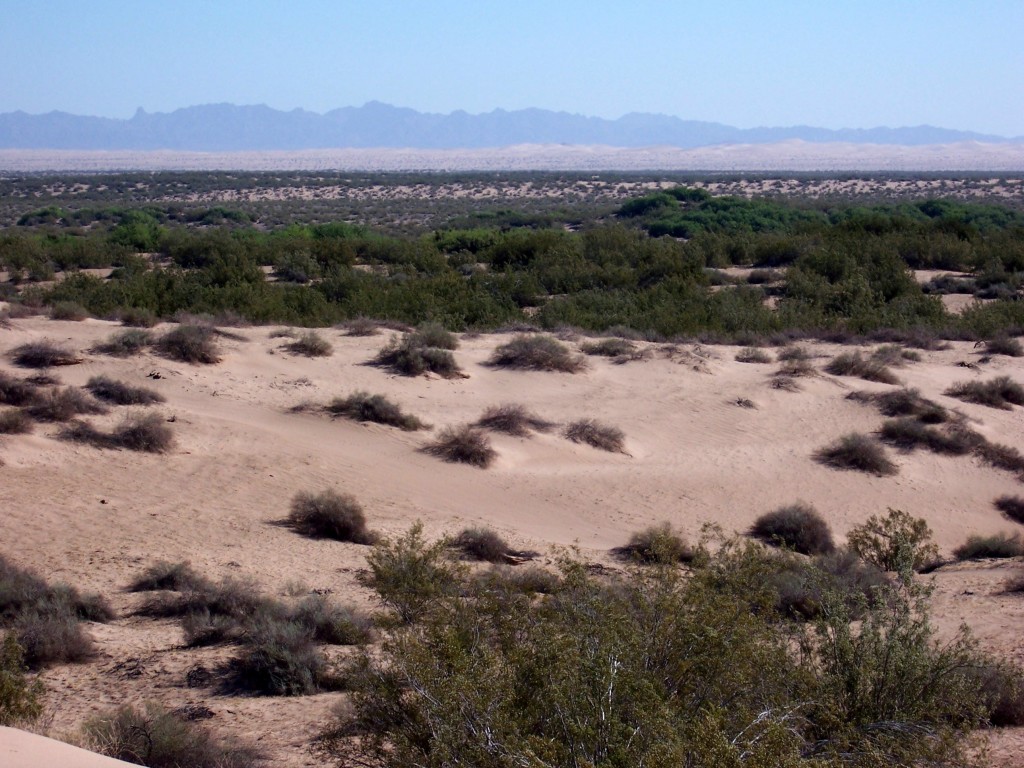 Looking east toward the Algodones Dunes aka Glamis with the Chocolate Mountains in the rear 