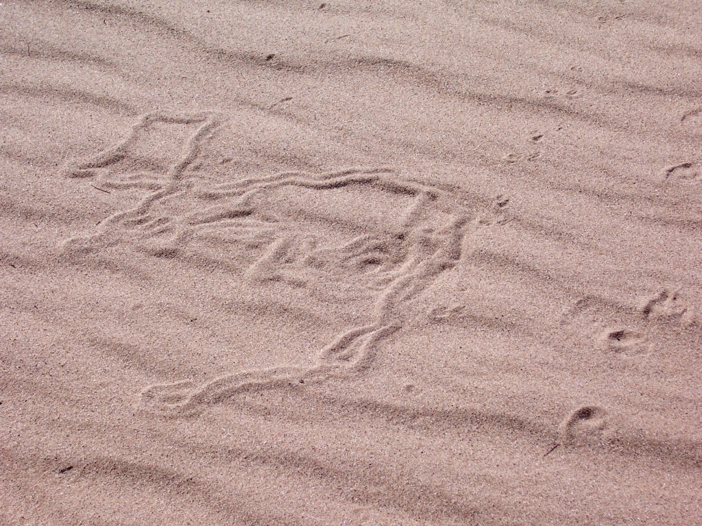 Trail left by an insect that travels under the sand