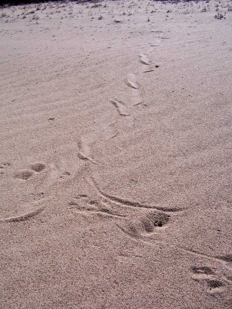 The odd vertical tracks are from a sidewinder