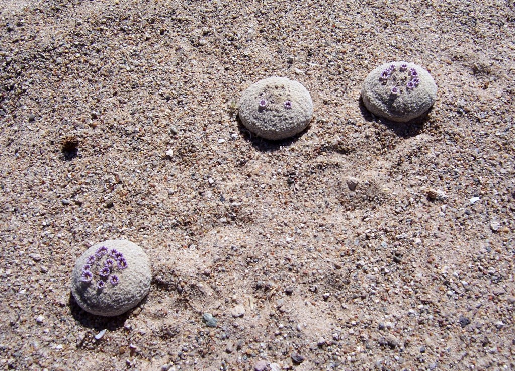 Sand Food (pholisma sonorae)