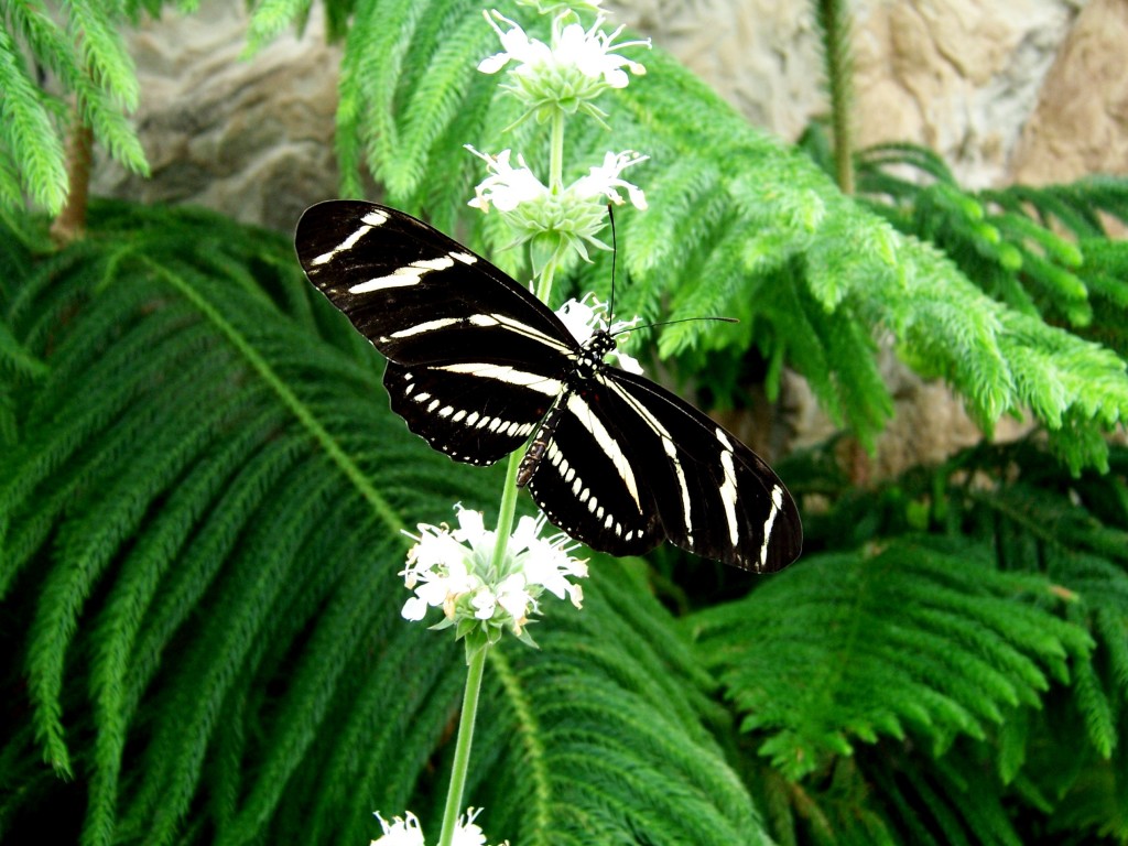 Zebra Longwing