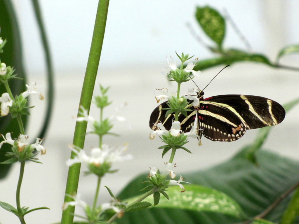 Zebra Longwing