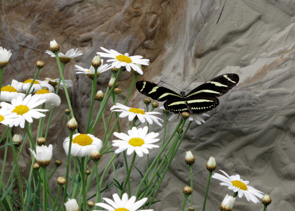 Zebra Longwing