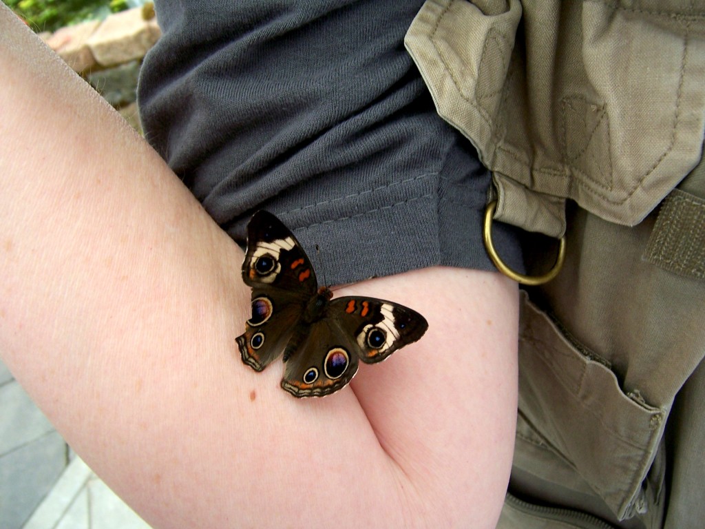 Common Buckeye